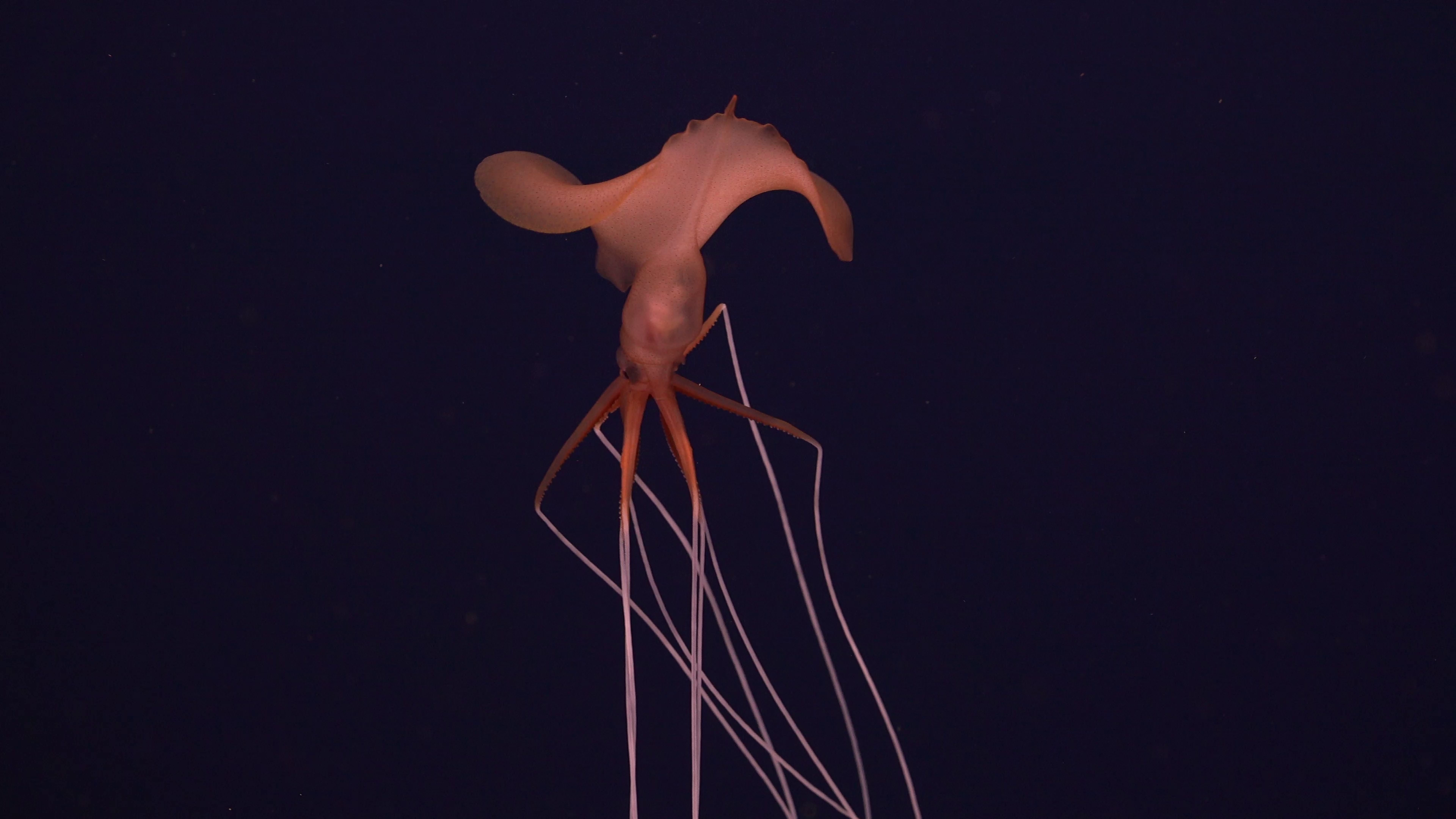 Deep-sea species