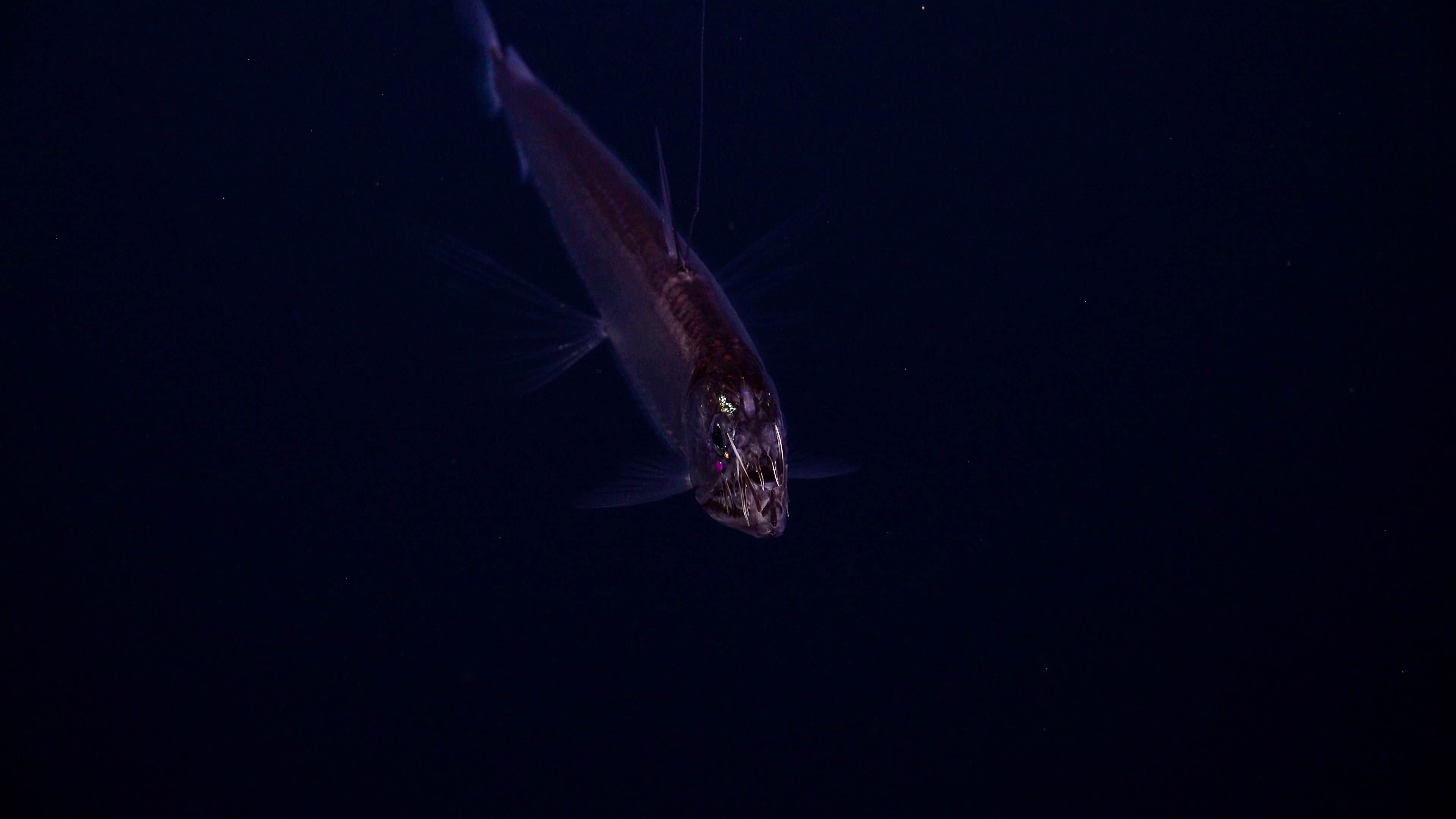 Deep-sea species