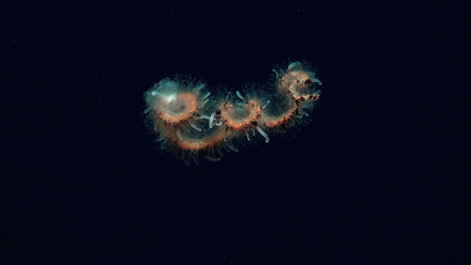Deep-sea species