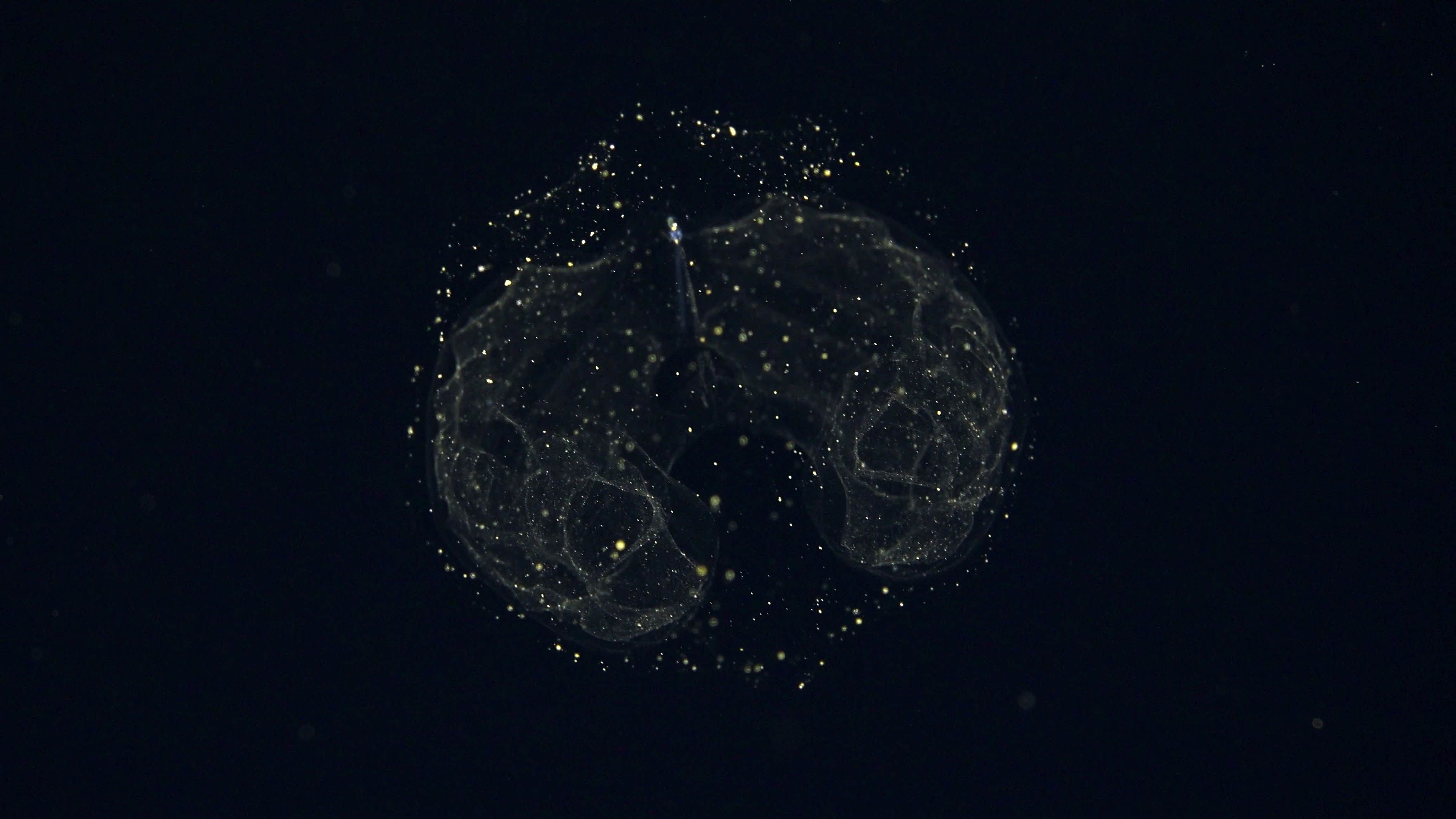 Deep-sea species