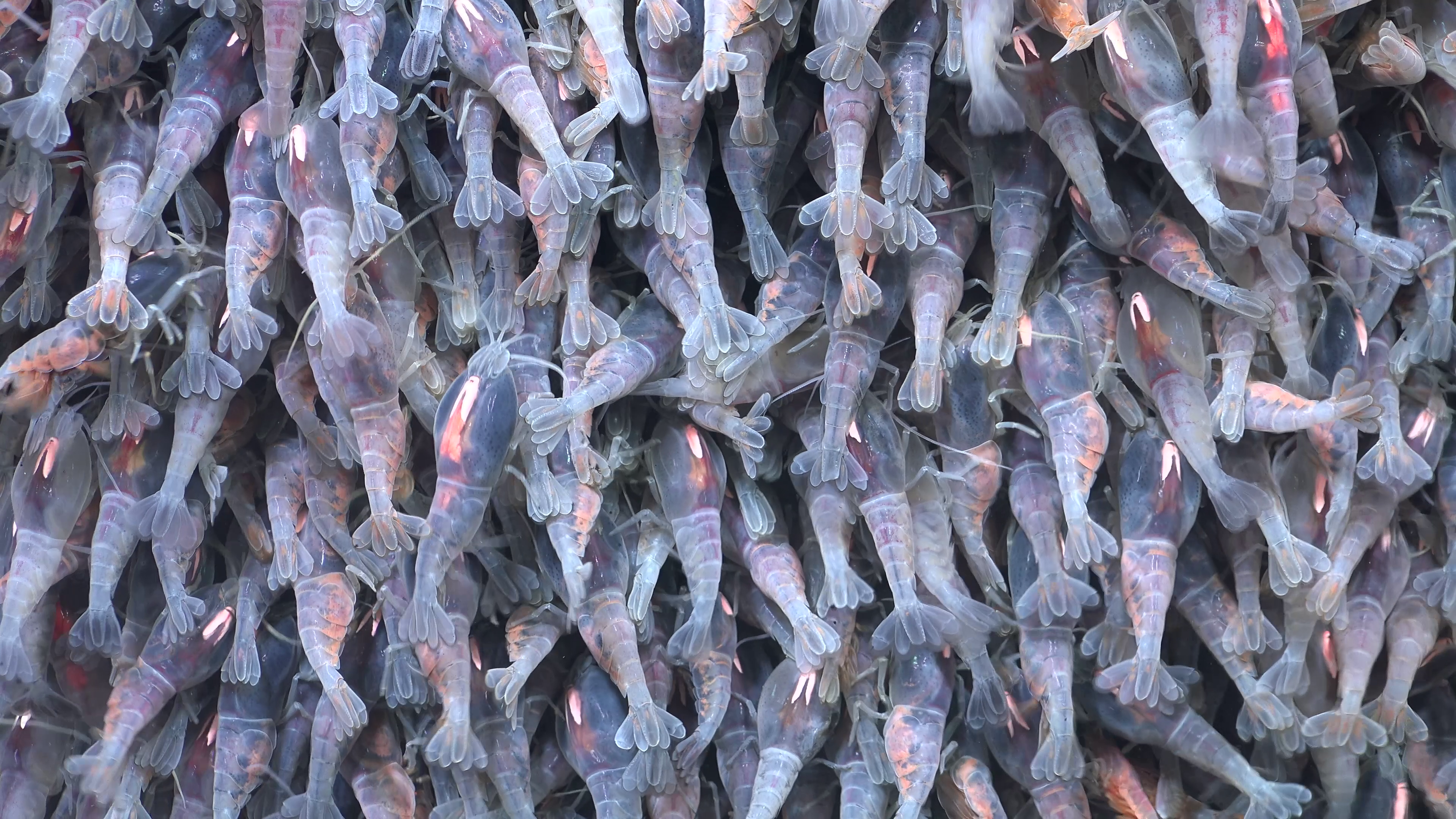 Deep-sea species