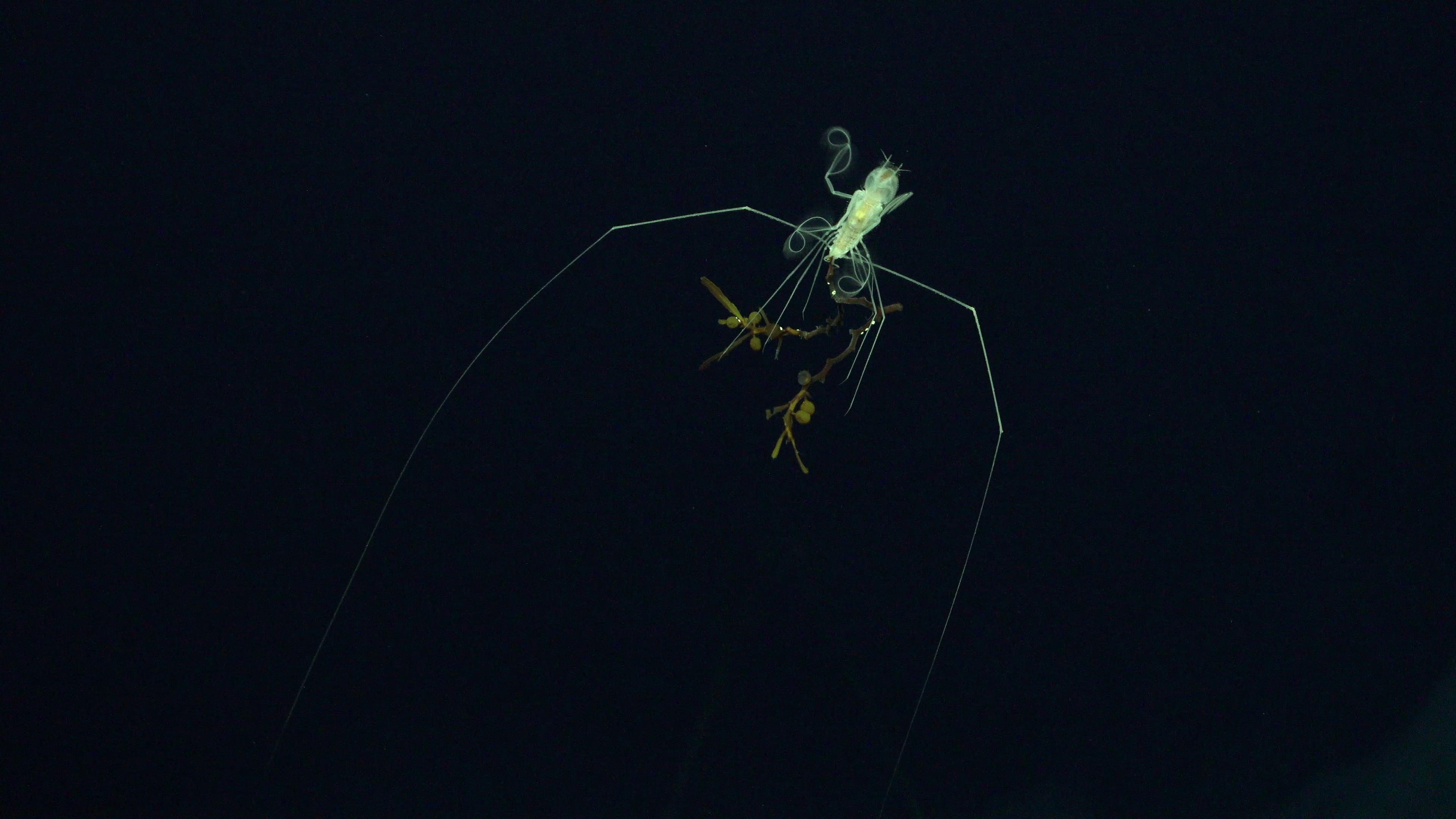 Deep-sea species