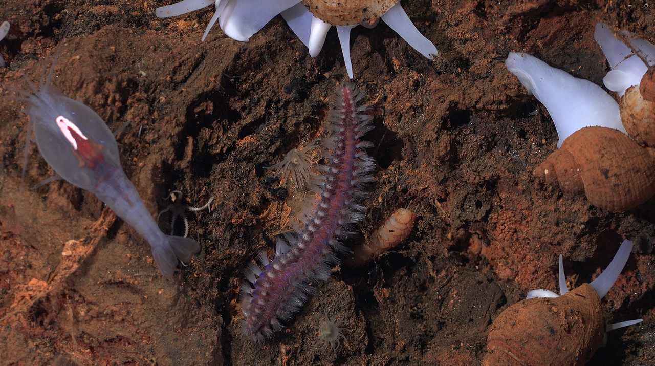 Deep-sea species