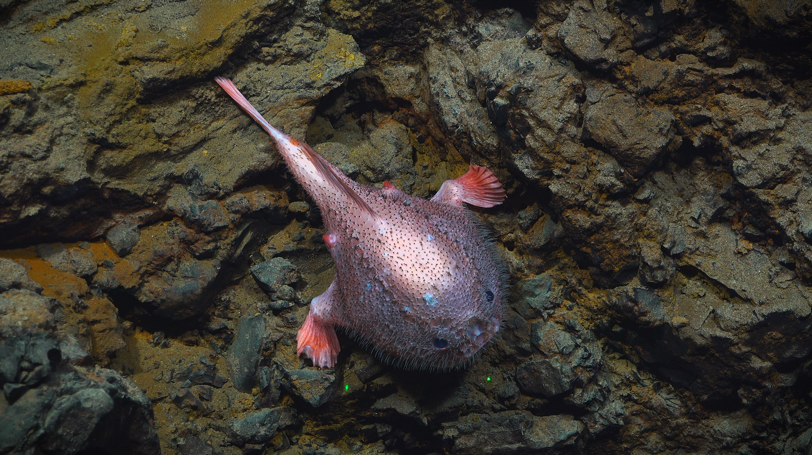 Deep-sea species