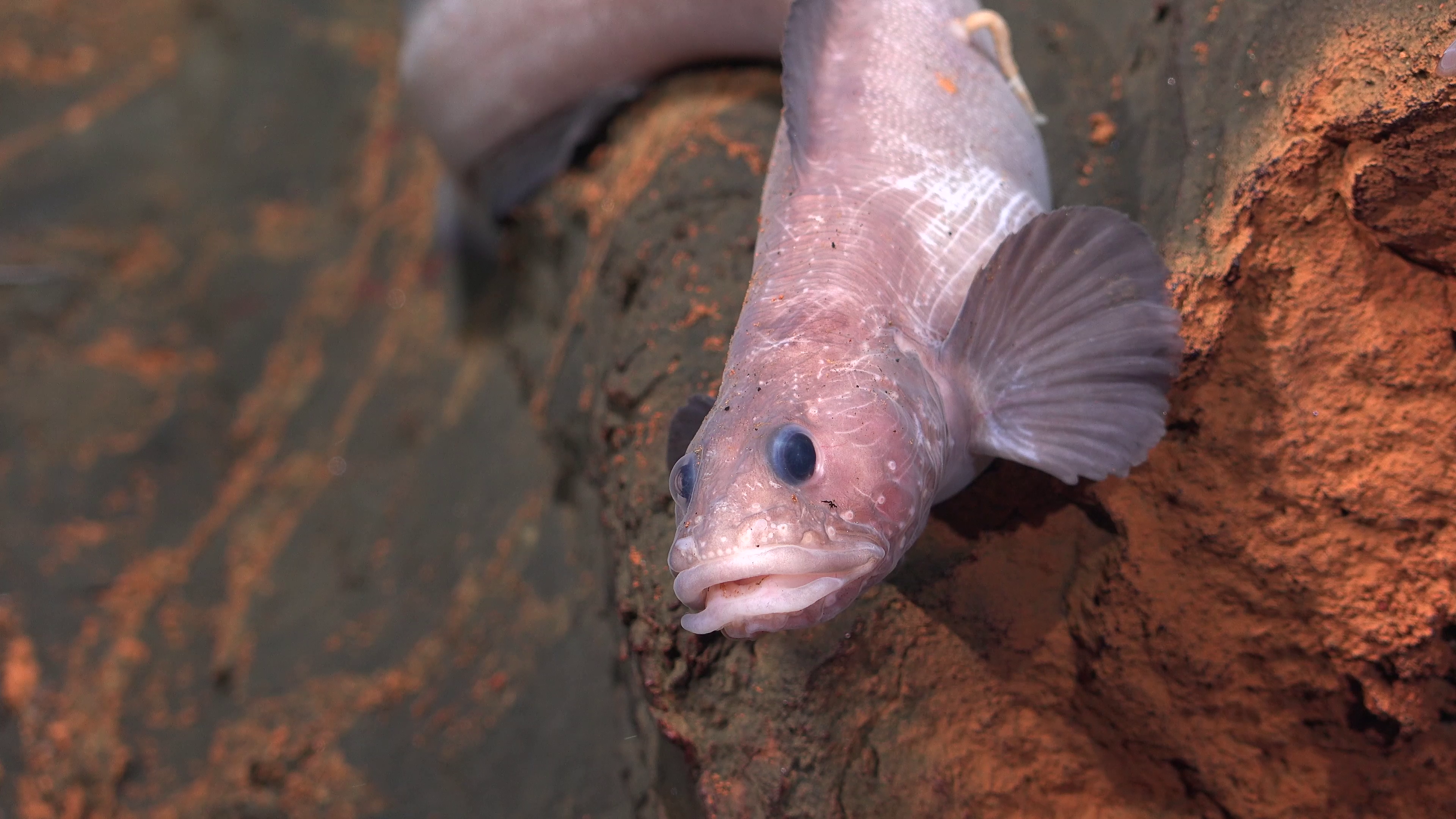 Deep-sea species