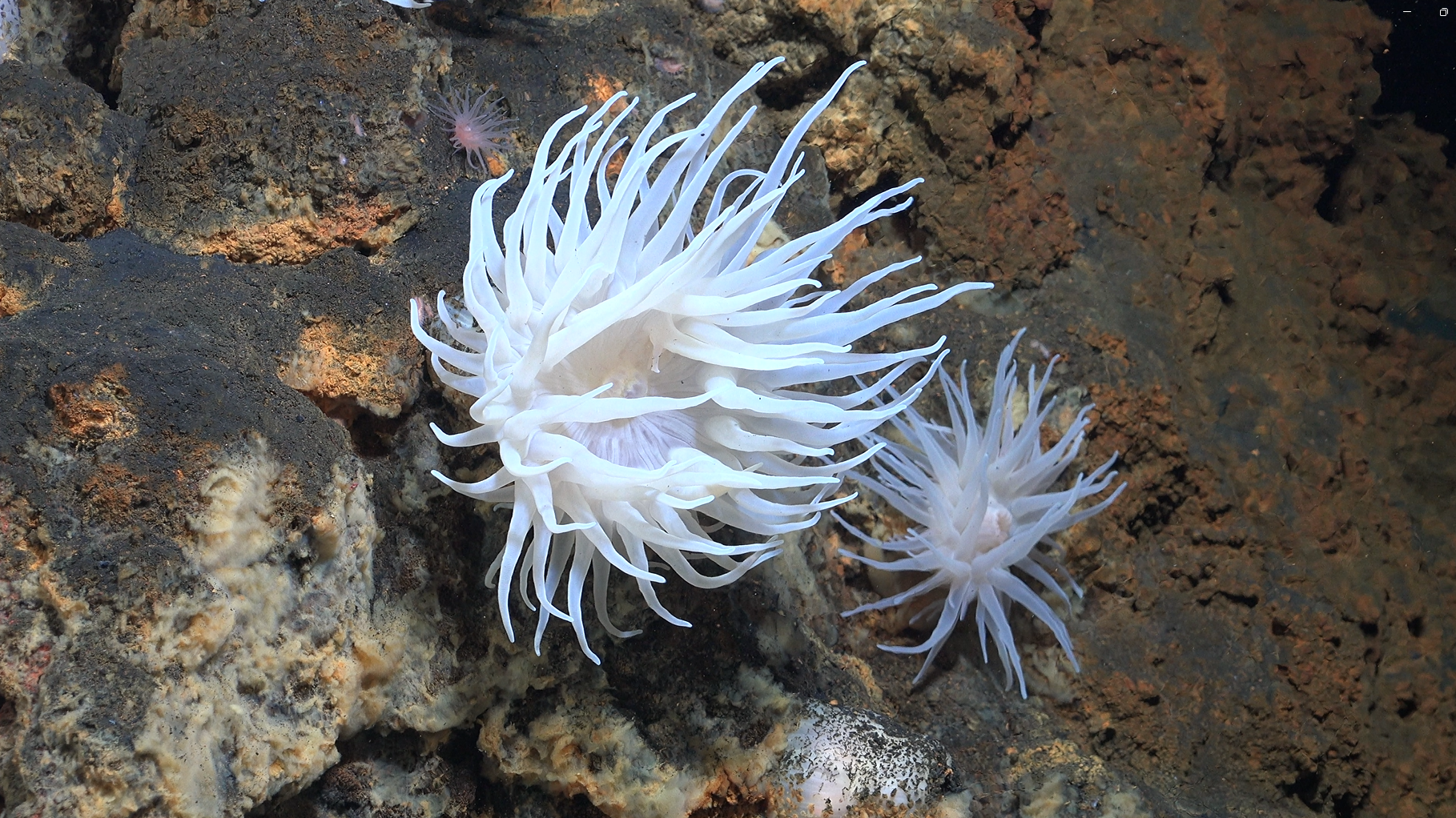 Deep-sea species