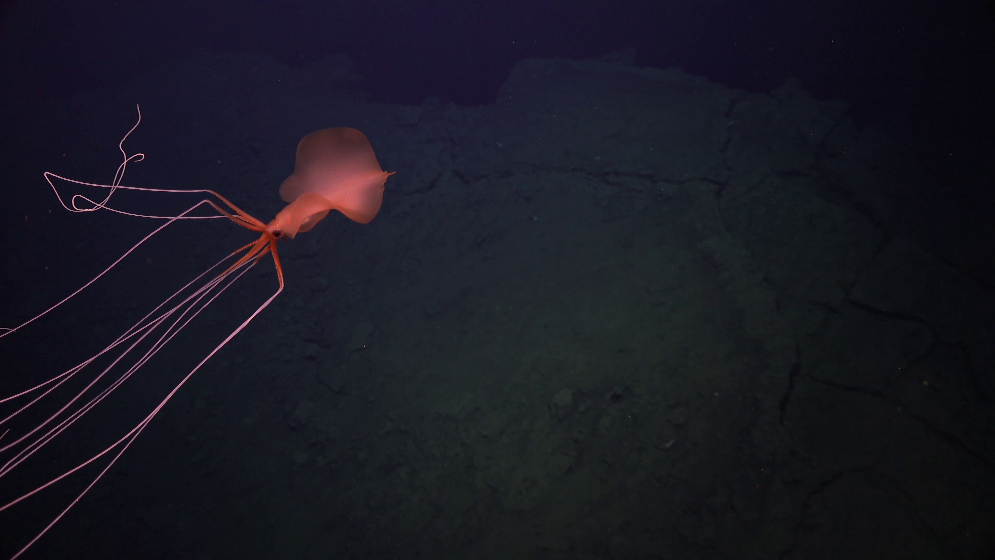 Hydrothermal vent scene