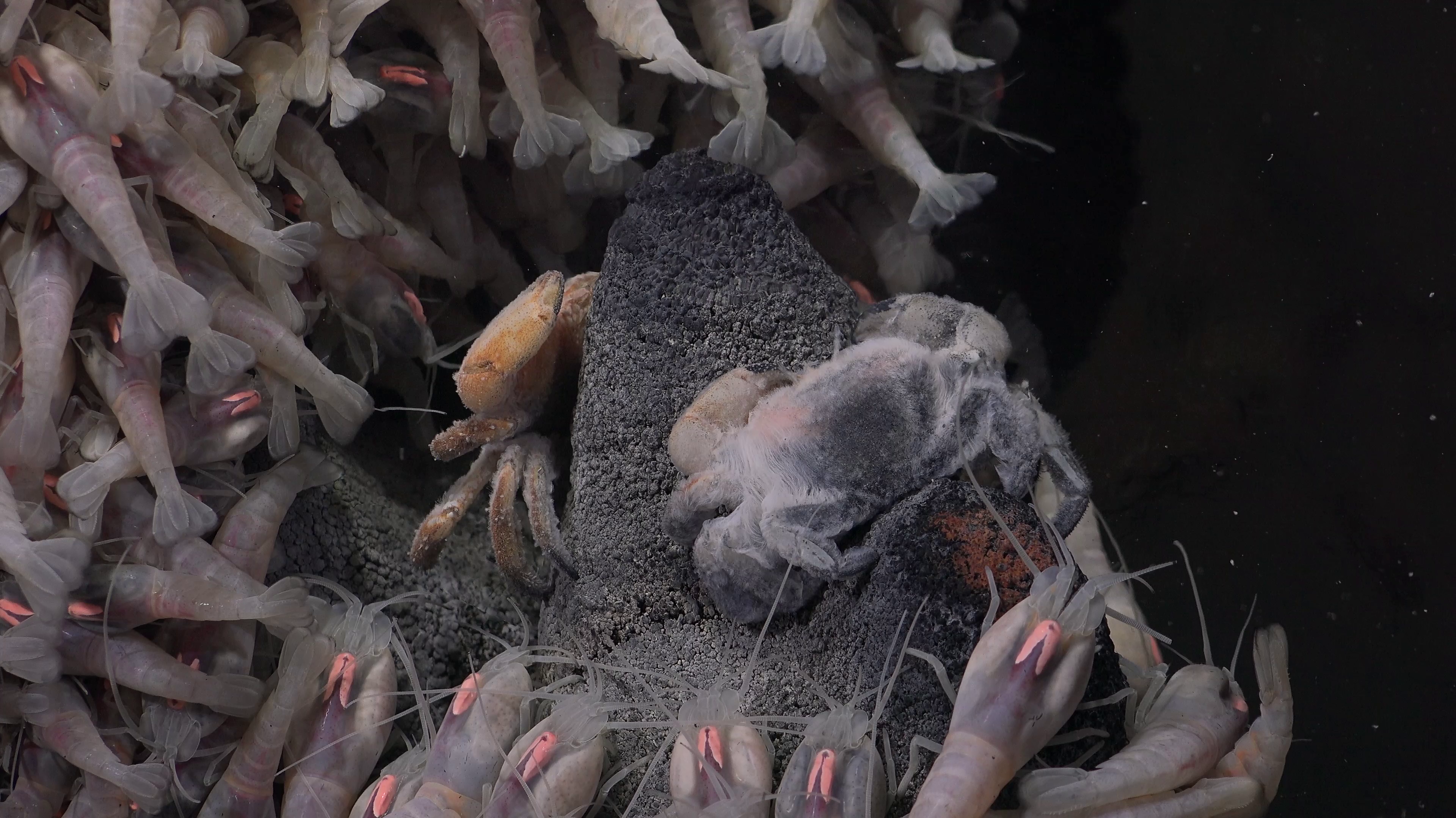 Deep-sea species