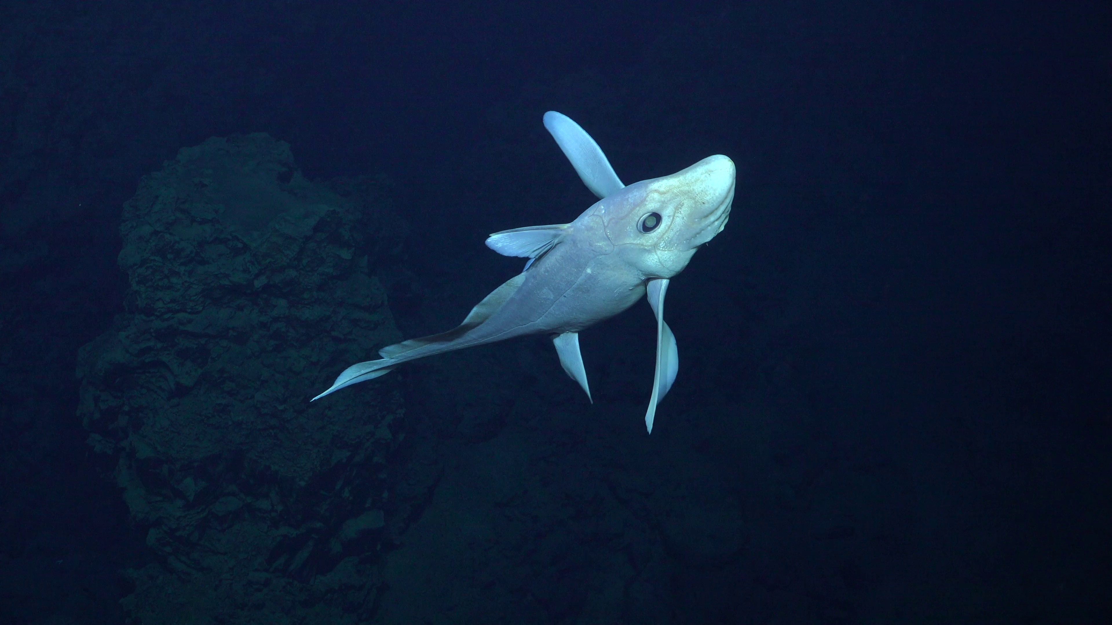 Deep-sea species