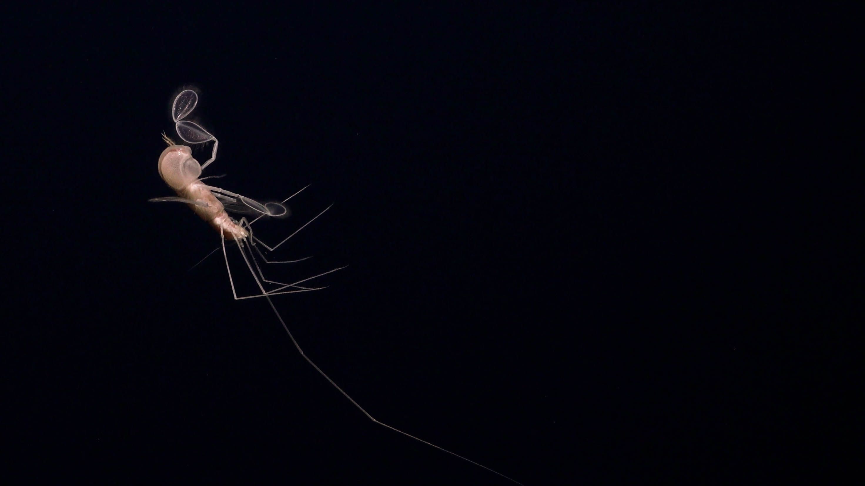 Deep-sea species