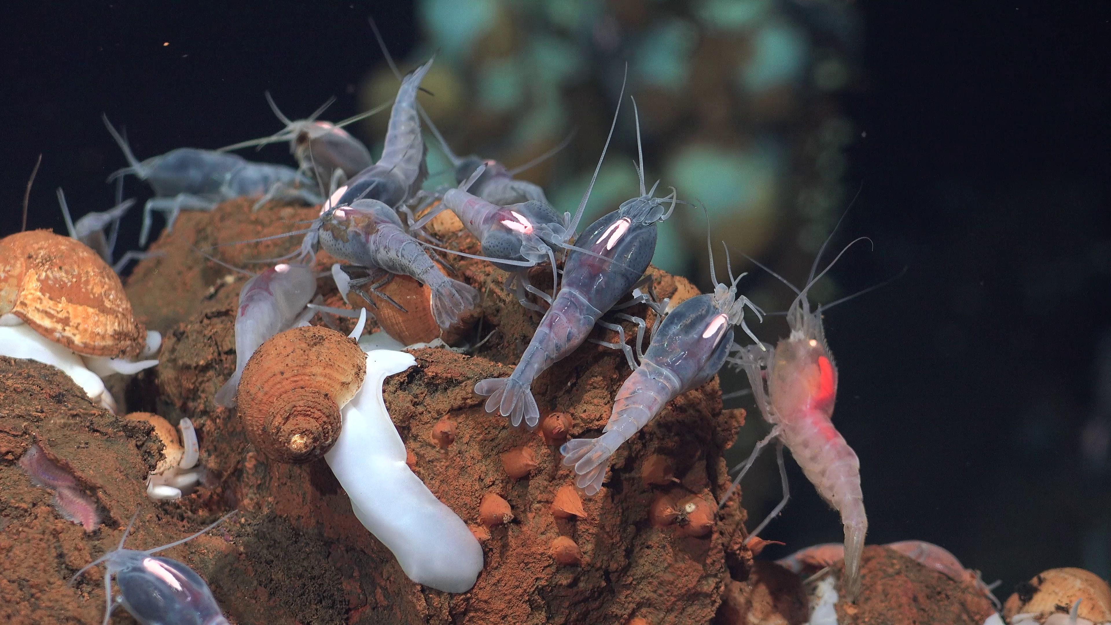 Deep-sea species
