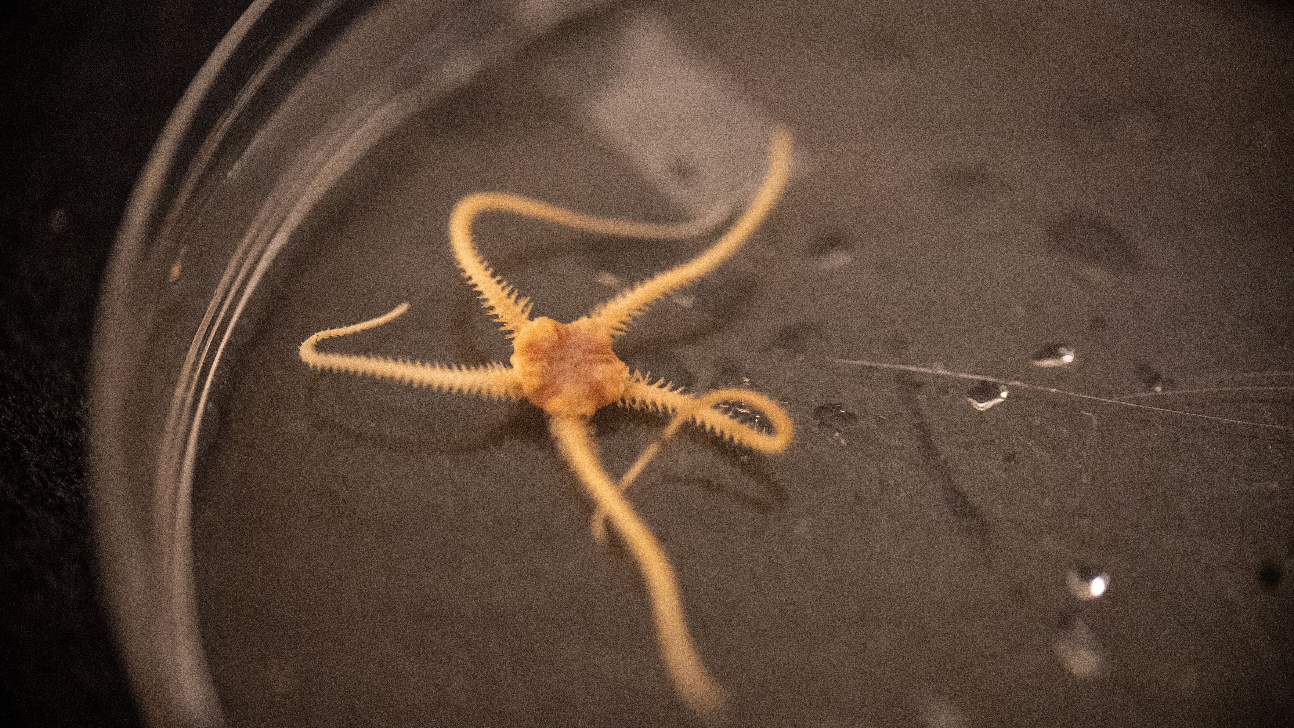 Deep-sea species