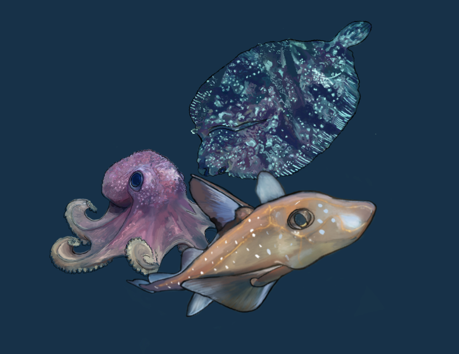 Deep-sea creatures — octopus, chimera, and flatfish illustration
