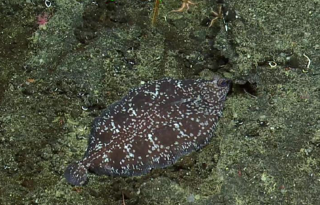 Deepsea sole on complex substrate — Northeast Pacific seamount