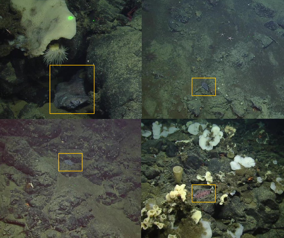 Deepsea sole distribution — ROV imagery