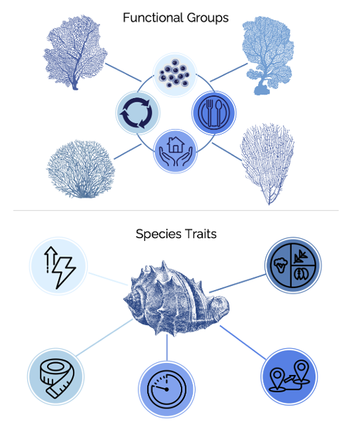 Functional groups and species traits — conceptual diagram