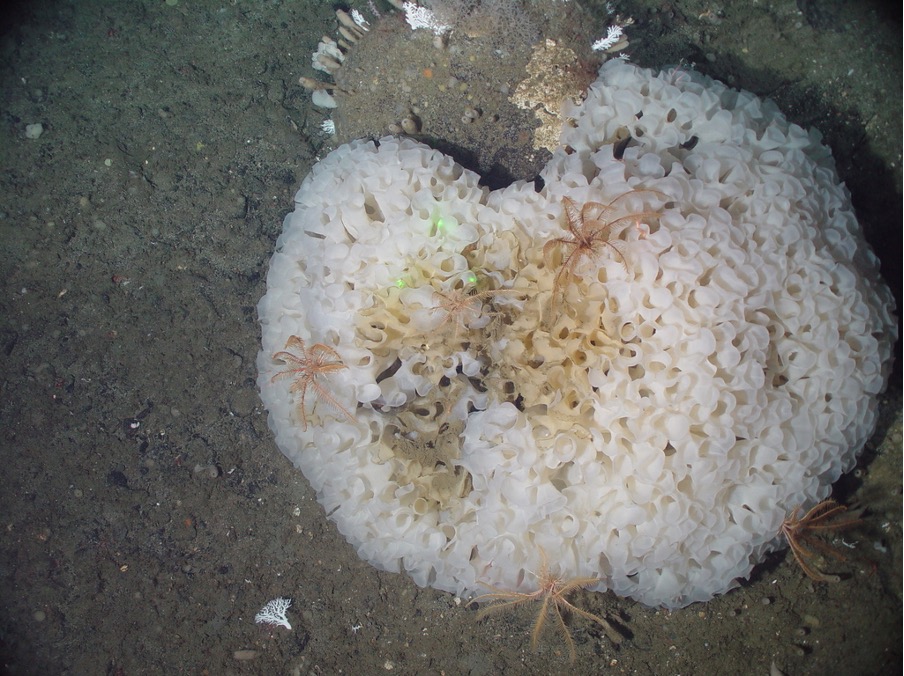 Farrea spp. glass reef sponge