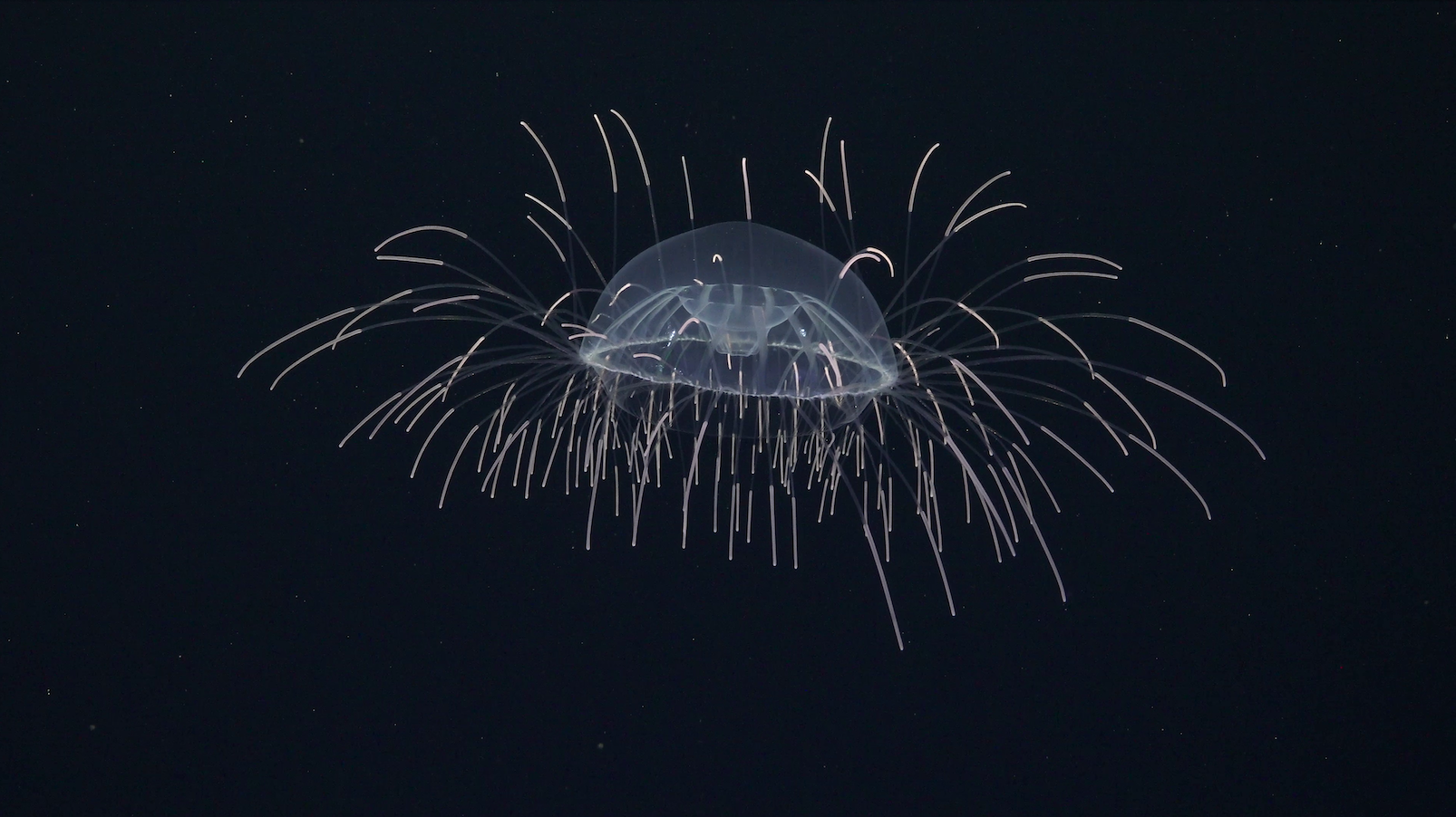 Deep-sea jellyfish — Mid-Atlantic Ridge