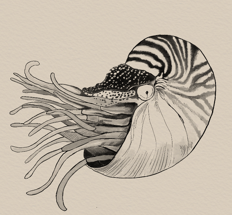 Nautilus — ink illustration