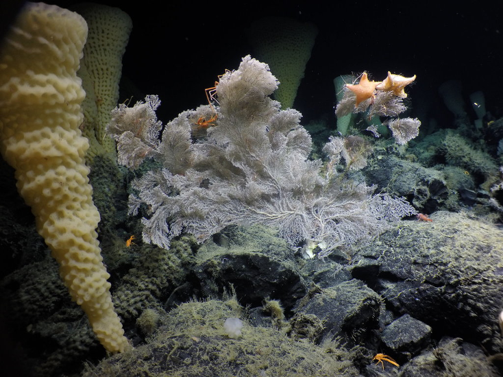 Parastenella spp. large gorgonian coral