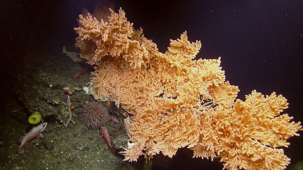 Primnoa pacifica cold-water coral